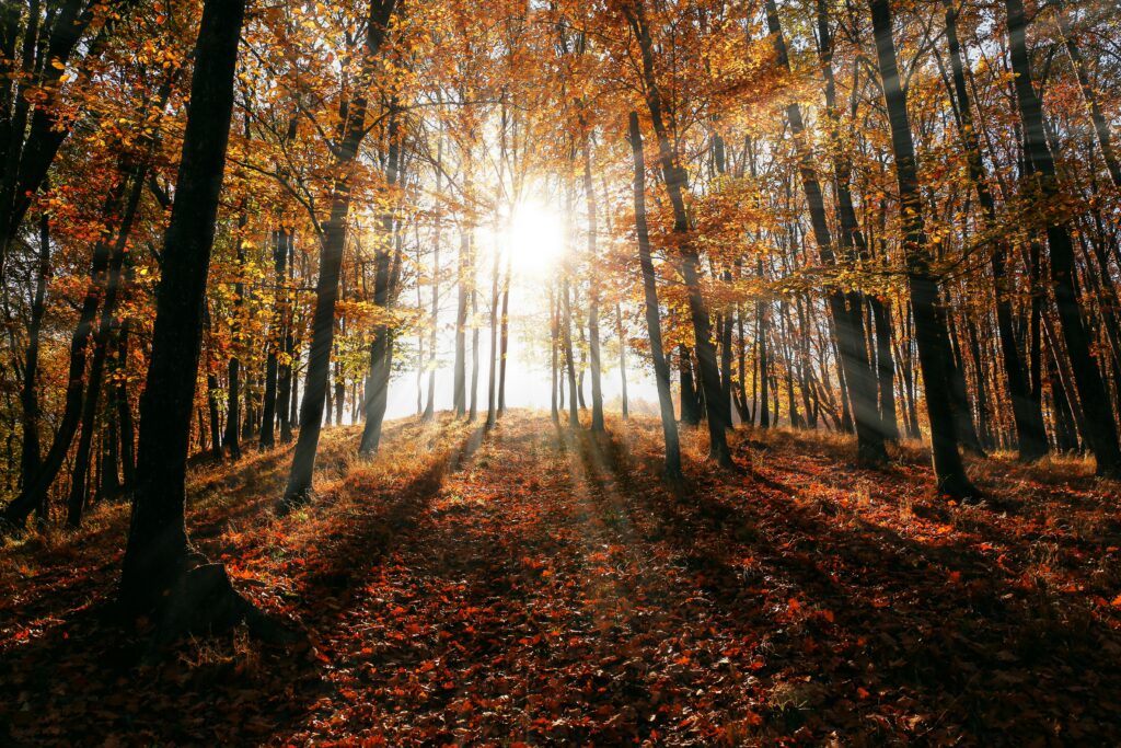 Sunlight streaming through autumn trees, casting shadows on fallen leaves in a peaceful forest.